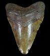 Fossil Megalodon Tooth - Georgia #65744-1